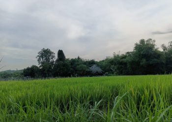 Jangan Langkahi Garis Itu: Hutan Menyimpan Janji Maut
