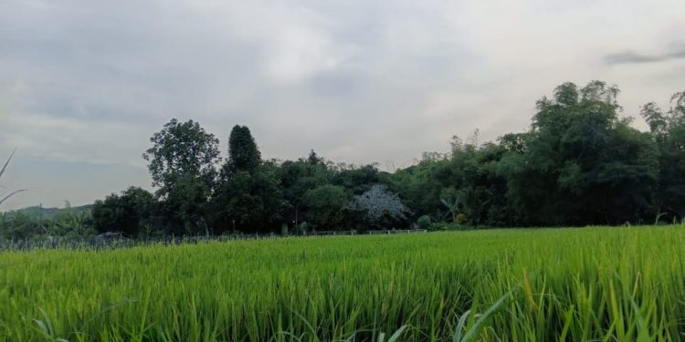 Jangan Langkahi Garis Itu: Hutan Menyimpan Janji Maut