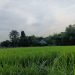 Jangan Langkahi Garis Itu: Hutan Menyimpan Janji Maut